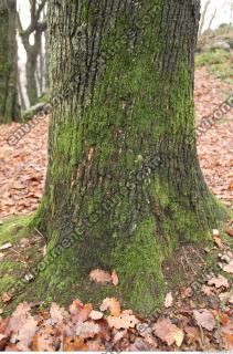 tree bark mossy 0007